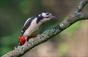 11_DSC2336_Great_Spotted_Woodpecker_regards_58pc