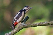 11_DSC2342_Great_Spotted_Woodpecker_branchmetry_71pc