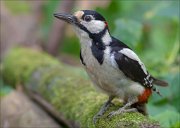 11_DSC2598_Great_Spotted_Woodpecker_pry_107pc