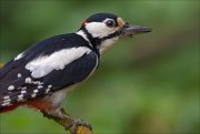 11_DSC2681_Great_Spotted_Woodpecker_incision_92pc