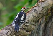 11_DSC4457_Great_Spotted_Woodpecker_display_84pc