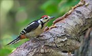 11_DSC4465_Great_Spotted_Woodpecker_arrow_66pc