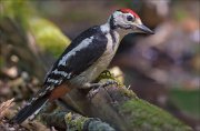 11_DSC4483_Great_Spotted_Woodpecker_interest_151pc