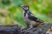 11_DSC5088_Great_Spotted_Woodpecker_stylish_89pc