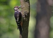 11_DSC5192_Great_Spotted_Woodpecker_daydreamer_70pc