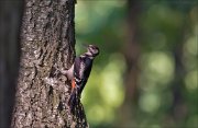 11_DSC5267_Great_Spotted_Woodpecker_immersed_67pc