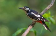 11_DSC5372_Great_Spotted_Woodpecker_model_perched_76pc