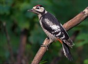 11_DSC5691_Great_Spotted_Woodpecker_perplexity_115pc