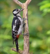 11_DSC5741_Great_Spotted_Woodpecker_delicacy_91pc