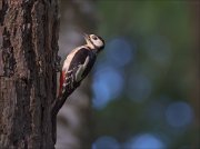 11_DSC5867_Great_Spotted_Woodpecker_rummy_83pc