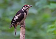 11_DSC5883_Great_Spotted_Woodpecker_fatso_93pc