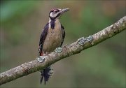 11_DSC5897_Great_Spotted_Woodpecker_agitation_91pc