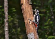 11_DSC7568_Great_Spotted_Woodpecker_sunny_57pc