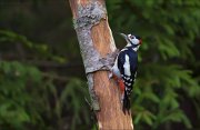 11_DSC7641_Great_Spotted_Woodpecker_shaded_68pc