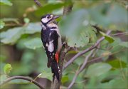 11_DSC8162_Great_Spotted_Woodpecker_covert_72pc