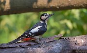 11_DSC8525_Great_Spotted_Woodpecker_nicety_77pc