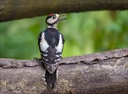 11_DSC8571_Great_Spotted_Woodpecker_hollo_84pc