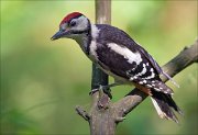 12_DSC7340_Great_Spotted_Woodpecker_grumpy_94pc