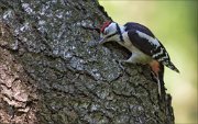 12_DSC7342_Great_Spotted_Woodpecker_intrusion_63pc