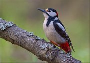 13_DSC7356_Great_Spotted_Woodpecker_dusky_guard_80pc