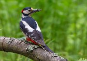 14_DSC0692_Great_Spotted_Woodpecker_delicious_64pc