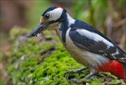 14_DSC0723_Great_Spotted_Woodpecker_fullness_82pc