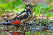 14_DSC2156_Great_Spotted_Woodpecker_crude_102pc