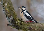 24_DSC2891_Great_Spotted_Woodpecker_cuddly_62pc