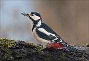 24_DSC3381_Great_Spotted_Woodpecker_runway_77pc