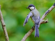 02_DSC0387_Great_Tit_inquisitive_look_87pc