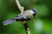 02_DSC0530_Great_Tit_simple_in_forest_81pc
