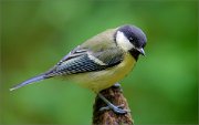 02_DSC0987_Great_Tit_summer_95pc