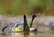 02_DSC5048_Great_Tit_ultrasplash_93pc