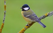 02_DSC8497_Great_Tit_on_green_back_88pc