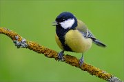 02_DSC8694_Great_Tit_loud_82pc