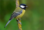 02_DSC9059_Great_Tit_great_bit_139pc