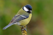 02_DSC9654_Great_Tit_cutieee_100pc