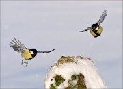 03_DSC3747_Great_Tit_sky_jumping_51pc