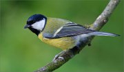 03_DSC5015_Great_Tit_the_simplest_116pc