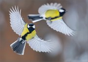 04_DSC2443_Great_Tit_uncoupling_73pc