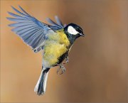 04_DSC2931_Great_Tit_dirty_flight_44pc