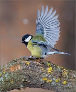 04_DSC3789_Great_Tit_wingflash_55pc