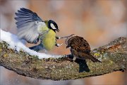 04_DSC5124_Great_Tit_striking_House_Sparrow_61pc