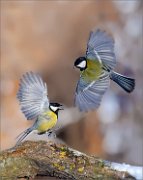 04_DSC5146_Great_Tits_double_action_montage_wing_114pc