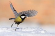 05_DSC7949_Great_Tit_startup_80pc