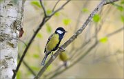 06_DSC8774_Great_Tit_fall_in_a_forest_88pc