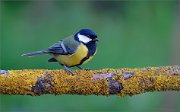 06_DSC9577_Great_Tit_late_evening_numbness_78pc