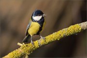 07_DSC0602_Great_Tit_voluble_77pc