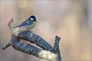07_DSC1052_Great_Tit_shade_of_autumn_100pc