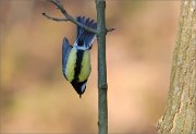 07_DSC2643_Great_Tit_insane_trick_64pc